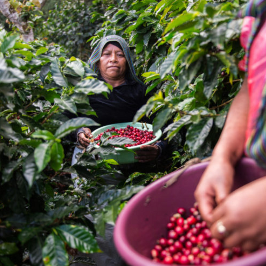 Guatemala - Santa Isabel Estate