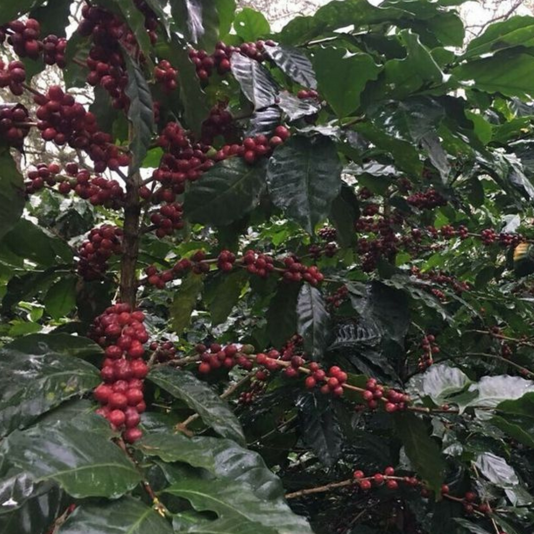 Honduras - La Orquidea